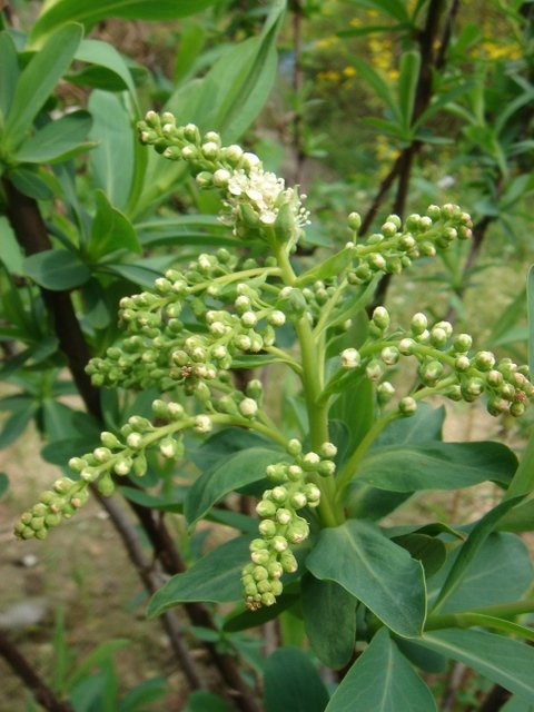 Sibiraea altaiensis P17 (3)